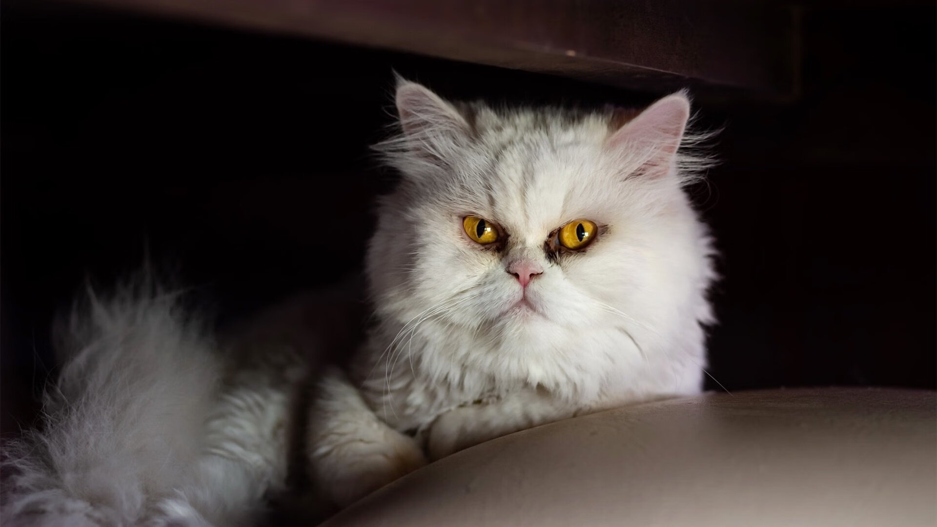 开云真人娱乐官网-乒乓球赛事吸引全球粉丝,直播观众数创新高,乒乓球比赛现场直播-乒乓球直播