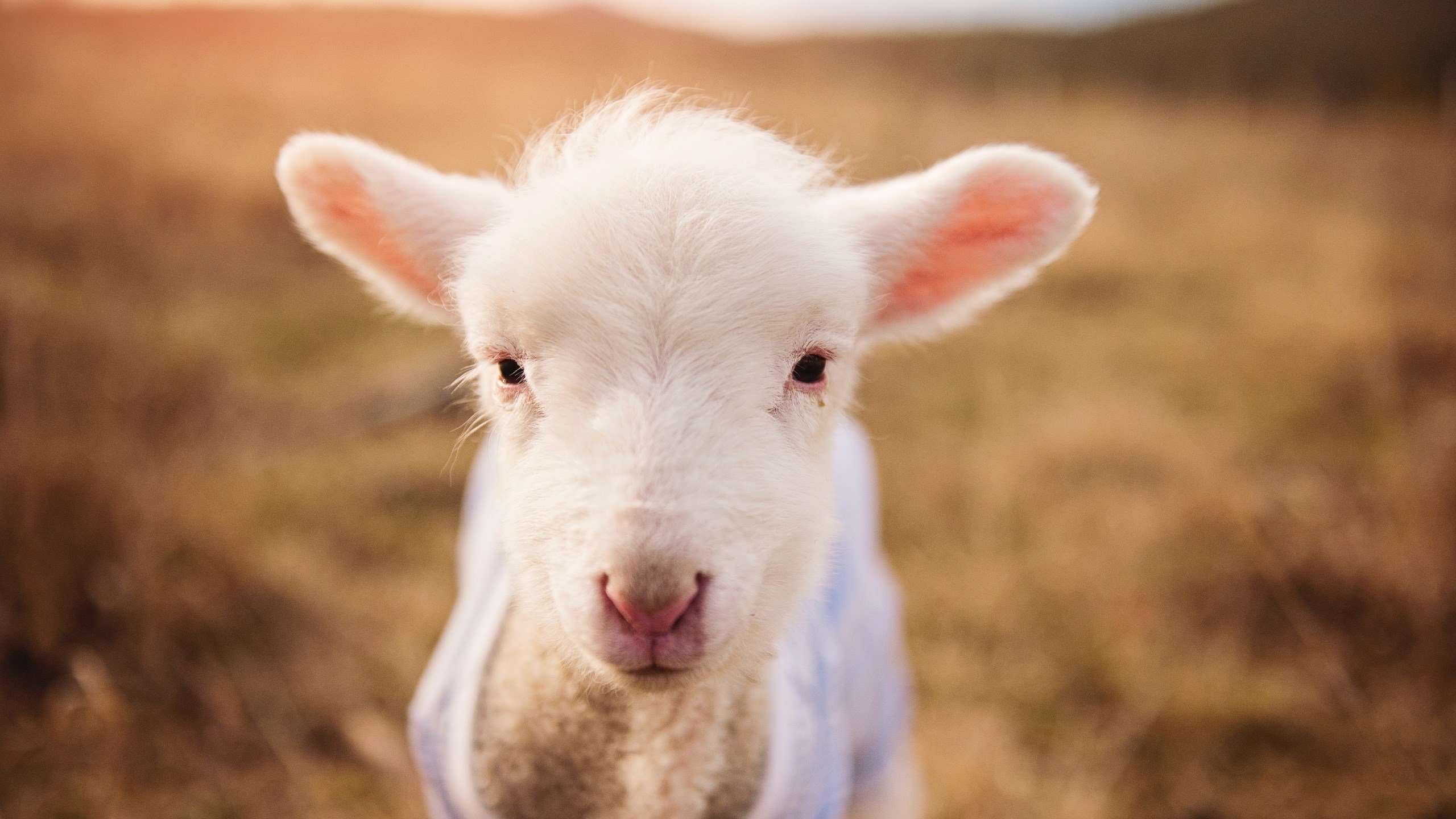 开云全站下载-CBA球队强化心理辅导工作，篮球运动员心理训练计划