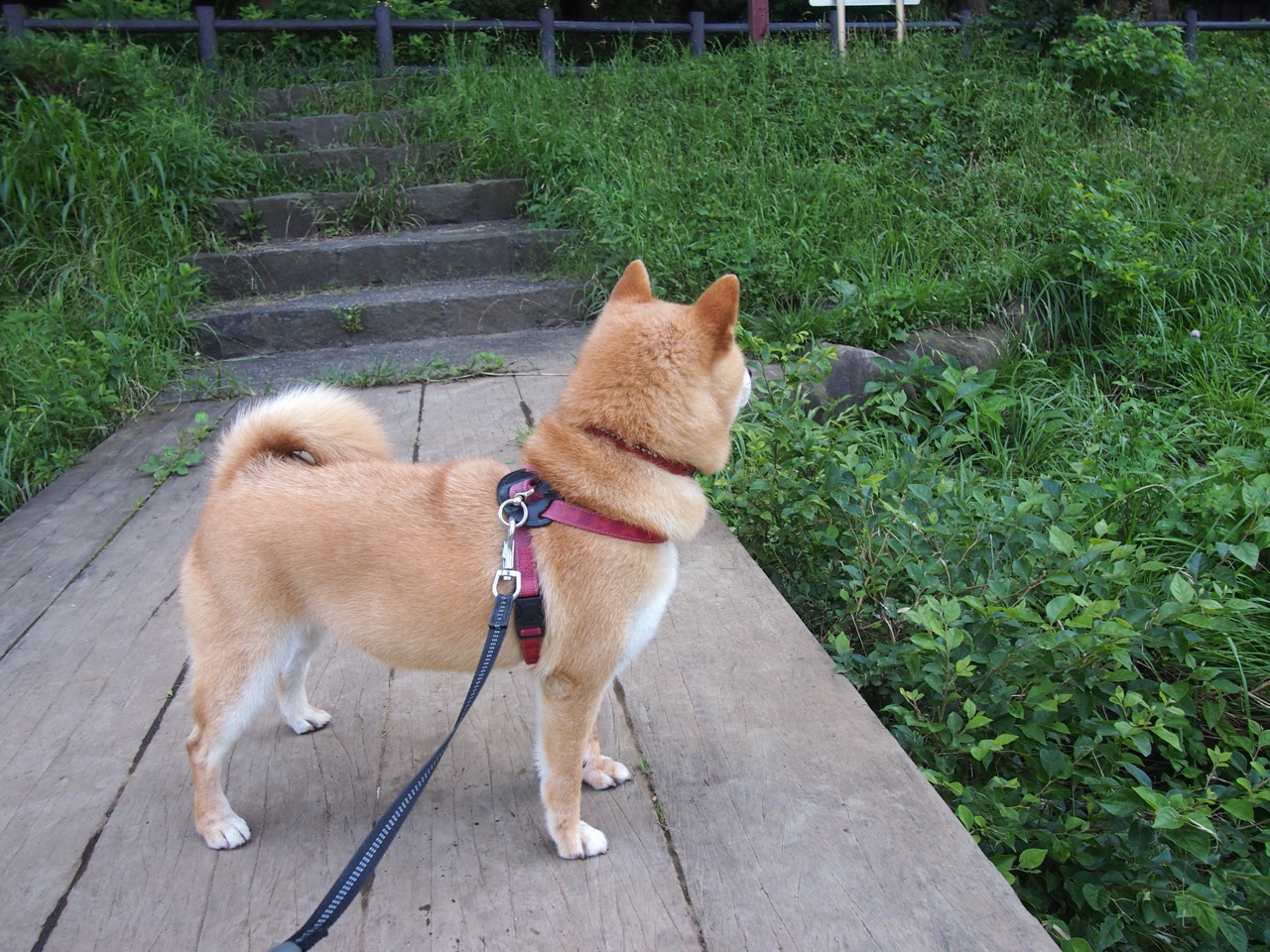 开云网站-节奏稳定性是否直接影响球队整体命中率，节奏稳是什么意思